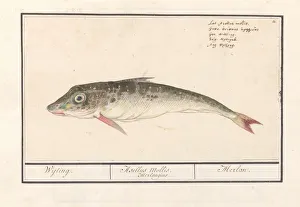 Poon Triglidae Whiting Asellus Mollis Merlangius Poon Triglidae Whiting Asellus Mollis Merlangius