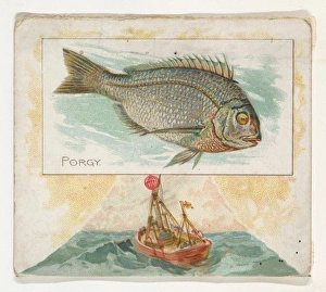 Porgy Fish American Waters series N39 Allen & Ginter Cigarettes Porgy Fish American Waters series N39 Allen & Ginter Cigarettes