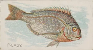 Porgy Fish American Waters series N8 Allen & Ginter Cigarettes Brands Porgy Fish American Waters series N8 Allen & Ginter Cigarettes Brands