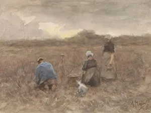 Potato harvesters reaping picking mowing harvest Potato harvesters reaping picking mowing harvest