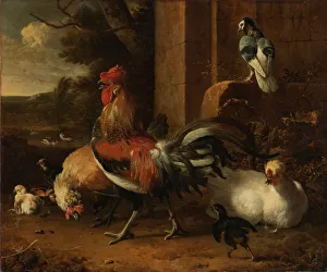 A Poultry Yard Hoenderhof rooster surrounded A Poultry Yard Hoenderhof rooster surrounded