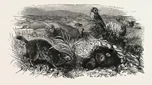 Ayres Gallery: Prairie Dogs and Owls, Buenos Ayres, Trinidad and Tobago