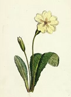 Primula Vulgaris Gallery: Primula vulgaris; Common Primrose
