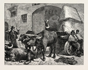 The Raw Material: a Team of Buffaloes Bringing Marble to a Sculptor's Studio in Rome The Raw Material: a Team of Buffaloes Bringing Marble to a Sculptor's Studio in Rome
