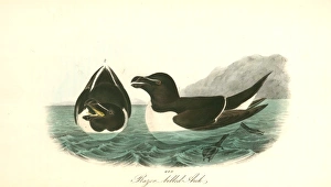 Razor-billed Auk. 1. Male. 2. Female., Audubon, John James, 1785-1851 Razor-billed Auk. 1. Male. 2. Female., Audubon, John James, 1785-1851