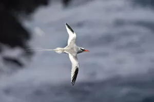 Images Dated 15th December 2007: Red-billed Tropicbird in flight Tobago, Phaethon aethereus
