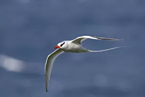 Images Dated 15th December 2007: Red-billed Tropicbird in flight Tobago, Phaethon aethereus