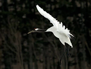 Images Dated 22nd February 2007: Red-crowned Crane flying, Grus japonensis