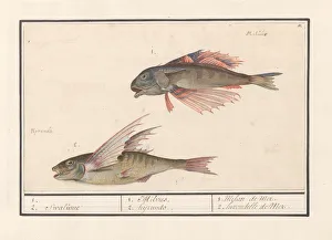 Red gurnard Chelidonichthys lucerna flying fish Red gurnard Chelidonichthys lucerna flying fish