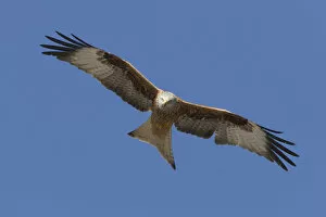 Images Dated 19th March 2006: Red Kite flying, Milvus milvus, Belgium