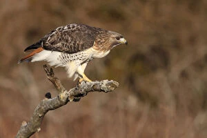 Images Dated 22nd January 2010: Red-tailed Hawk perched on branch, Buteo jamaicensis