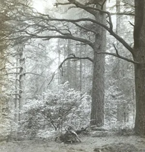 Redland Woods Frederick H Evans British 1853 Redland Woods Frederick H Evans British 1853