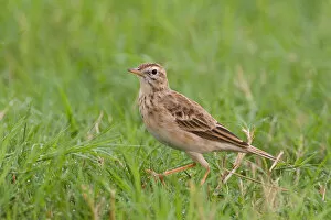 Images Dated 3rd November 2007: Richards Pipit on the ground, Oman