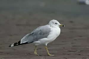 Images Dated 27th August 2007: Ring-billed Gull walking on road, Larus delawarensis
