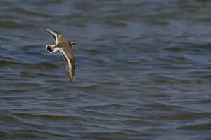 Images Dated 22nd September 2005: Ringed Plover in flight