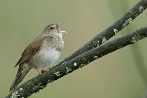 Images Dated 21st May 2006: River Warbler male singing Poland, Locustella fluviatilis