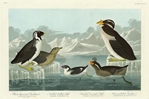 Robert Havell after John James Audubon (American, 1793 - 1878), Black-throated Guillemot Robert Havell after John James Audubon (American, 1793 - 1878), Black-throated Guillemot