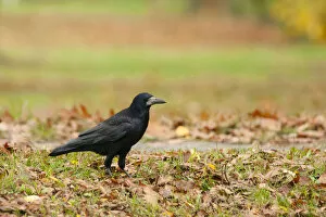 Images Dated 15th November 2009: Rook, Corvus frugilegus ssp frugilegus, Corvus frugilegus, Germany