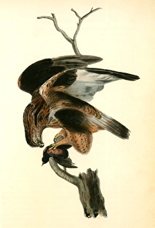 Rough-legged Buzzard., Audubon, John James, 1785-1851 Rough-legged Buzzard., Audubon, John James, 1785-1851