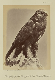 Rough-legged Buzzard var Black Hawk William Notman Rough-legged Buzzard var Black Hawk William Notman
