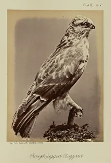Rough-legged Buzzard William Notman Canadian Rough-legged Buzzard William Notman Canadian