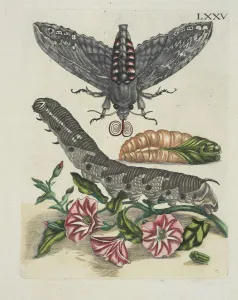 Rozenkoleurde Akkerwinde De Europische insecten Rozenkoleurde Akkerwinde De Europische insecten