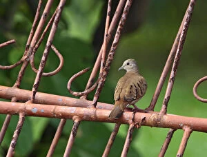 Images Dated 7th December 2007: Ruddy Ground Dove adult perched on iron fence, Columbina talpacoti