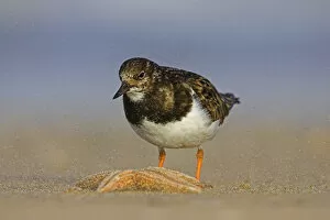 Images Dated 3rd February 2008: Ruddy Turnstone on the beach, Arenaria interpres