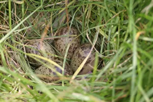 Images Dated 8th June 2007: Ruff nest in captivity, Calidris pugnax