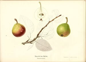 Russellet Rheims Swiss pear variety Rousselet de Reims