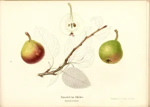 Russellet Rheims Swiss pear variety Rousselet de Reims Russellet Rheims Swiss pear variety Rousselet de Reims