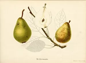 Saint Germain Gallery: Saint Germain Swiss pear variety Signed Farbendruck v