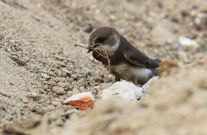 Nesting Material Gallery: Sand martin with nesting material, Holland