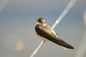 Images Dated 13th July 2003: Sand Martin perched, Riparia riparia