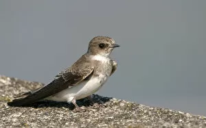 Images Dated 8th August 2003: Sand Martin perched, Riparia riparia