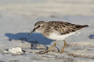 Related Images Gallery: Least Sandpiper adult foraging, Calidris minutilla, Mexico