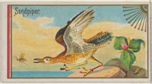 Sandpiper Game Birds series N13 Allen & Ginter Cigarettes Brands Sandpiper Game Birds series N13 Allen & Ginter Cigarettes Brands