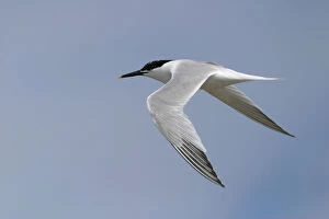 Images Dated 1st July 2004: Sandwich Tern flying, Thalasseus sandvicensis