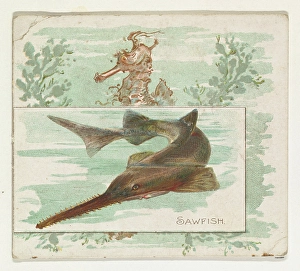 Sawfish Fish American Waters series N39 Allen & Ginter Cigarettes Sawfish Fish American Waters series N39 Allen & Ginter Cigarettes