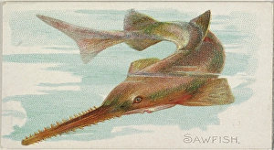 Sawfish Fish American Waters series N8 Allen & Ginter Cigarettes Brands Sawfish Fish American Waters series N8 Allen & Ginter Cigarettes Brands