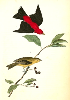 Scarlet Tanager. 1. Male. 2. Female., Audubon, John James, 1785-1851 Scarlet Tanager. 1. Male. 2. Female., Audubon, John James, 1785-1851