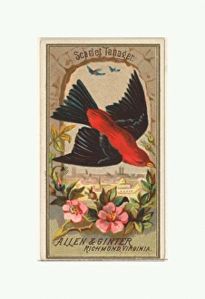 Scarlet Tanager Birds America series N4 Allen & Ginter Cigarettes Brands Scarlet Tanager Birds America series N4 Allen & Ginter Cigarettes Brands