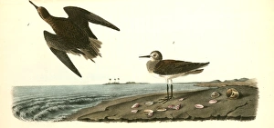 Schinzs Sandpiper. 1. Male. 2. Female., Audubon, John James, 1785-1851 Schinzs Sandpiper. 1. Male. 2. Female., Audubon, John James, 1785-1851