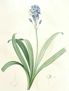 Scilla campanulata, Scille a fleurs en cloche, Bluebell, Redoute, Pierre Joseph Scilla campanulata, Scille a fleurs en cloche, Bluebell, Redoute, Pierre Joseph