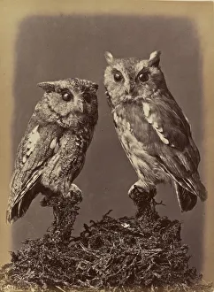 Screech Owl Mottled Owl Red & Gray stages William Notman Screech Owl Mottled Owl Red & Gray stages William Notman