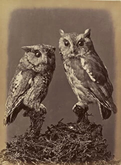 Mottled Owl Gallery: Screech Owl Mottled Owl Red & Gray stages William Notman