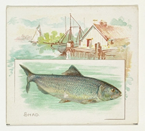 Shad Fish American Waters series N39 Allen & Ginter Cigarettes Shad Fish American Waters series N39 Allen & Ginter Cigarettes