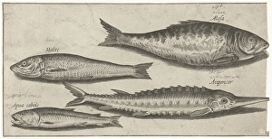 Shad sturgeon smelt herring Fish series title Shad sturgeon smelt herring Fish series title