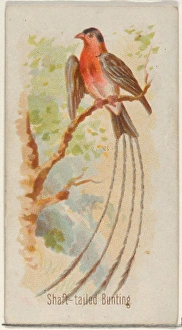 Shaft-tailed Bunting Song Birds World series Shaft-tailed Bunting Song Birds World series