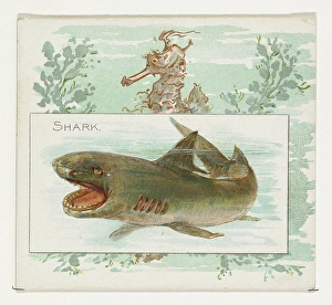 Shark Fish American Waters series N39 Allen & Ginter Cigarettes Shark Fish American Waters series N39 Allen & Ginter Cigarettes